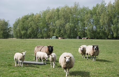 Wollig geheel