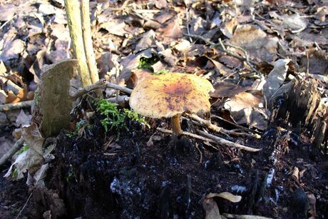 Paddestoelen in de Grienden