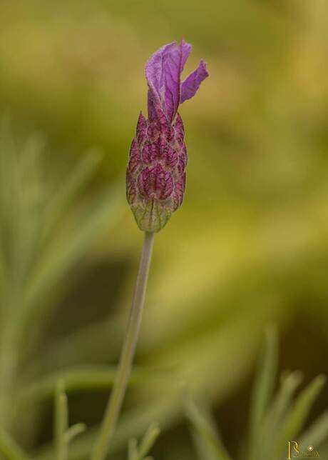 Franse lavendel