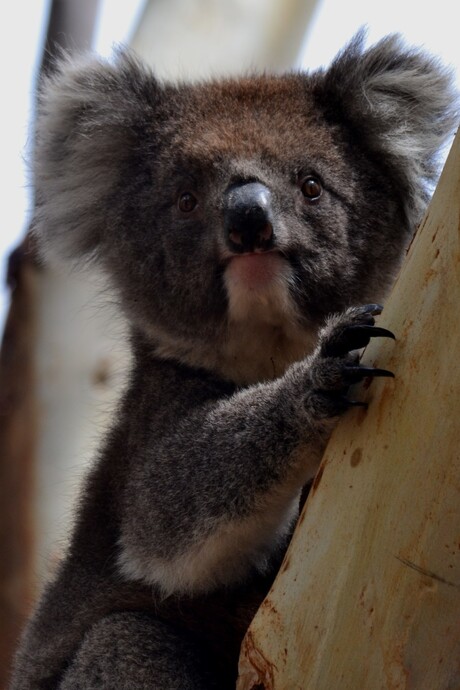 Koala portret