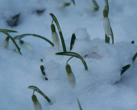 Sneeuwklokjes