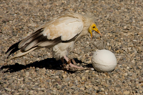 Roofvogelshow Kintzheim (Frankrijk)