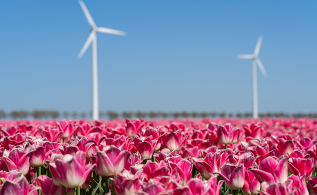 roze tulpen