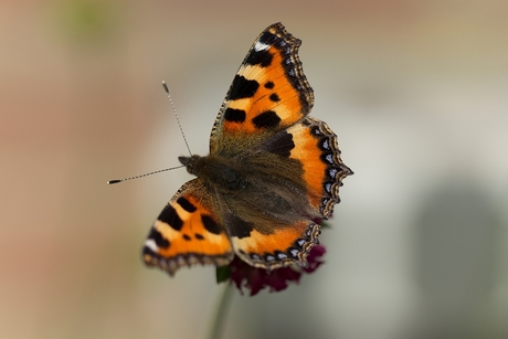 Eerste vlinder in tuin.jpg