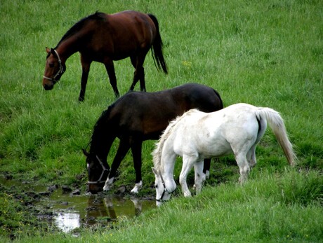 paarden in Paal