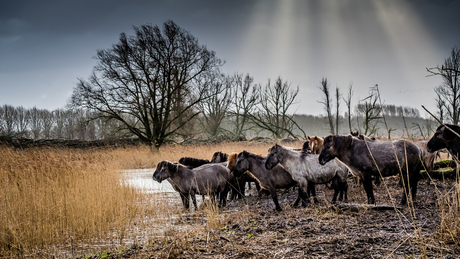 Konikpaarden Oosvaardersplassen