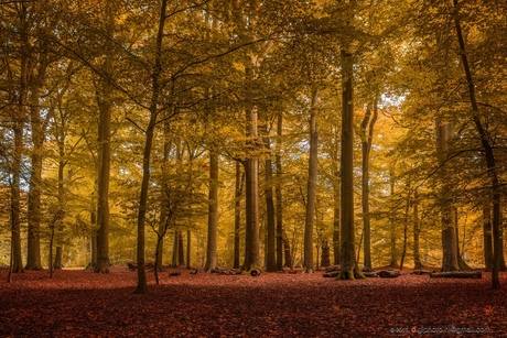 Betoverende herfst kleuren