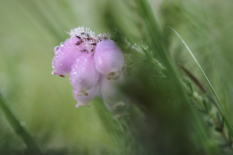 dauw op de heide