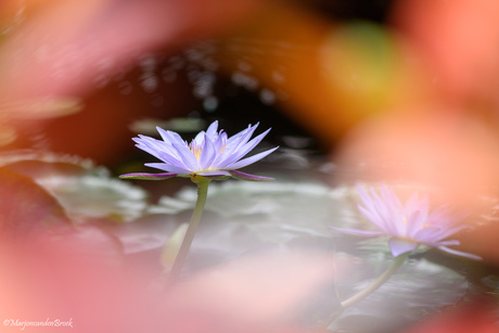 Botanische tuin Utrecht