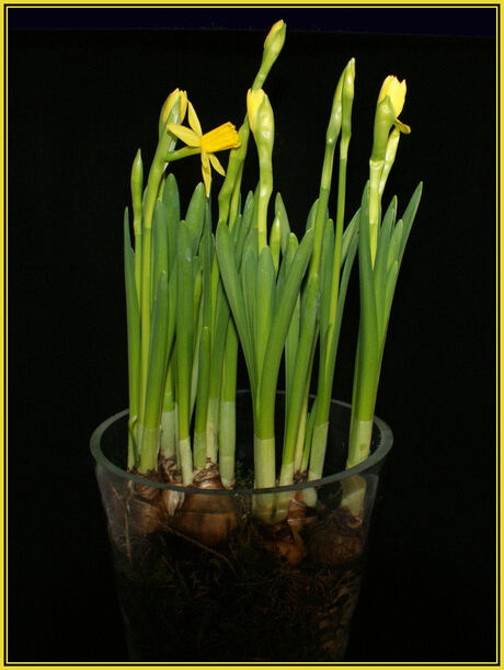 narcissen