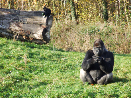 Gorilla in Gaiapark