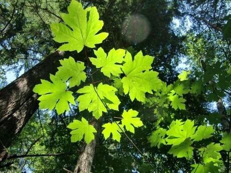 Canada Forest