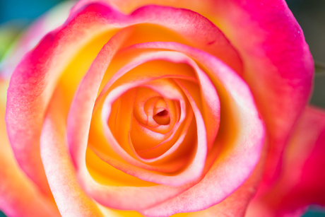 Rose swirl
