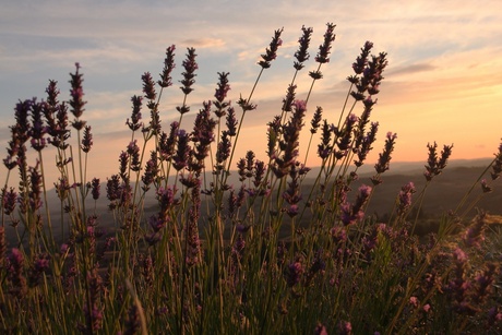 Lavendel in Toscane