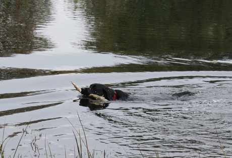 zwemmende twister.