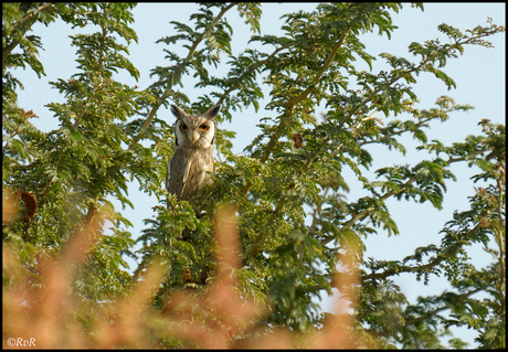 White-faced Scops Owl