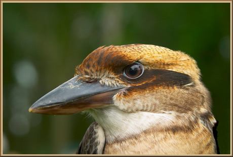 kookaburra