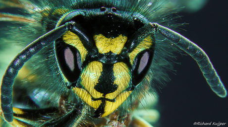 Gewone wesp (Vespula vulgaris)