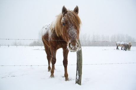 Sneeuw in de Biesbosch