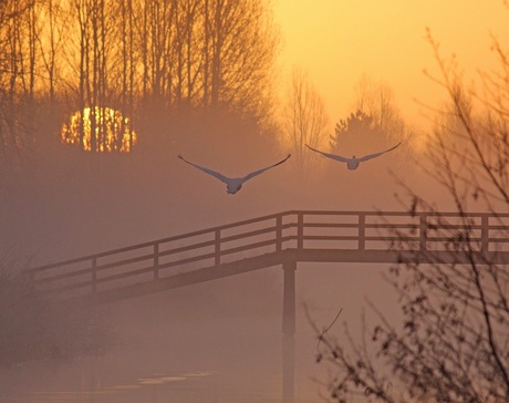 zwanen bij zonsopkomst