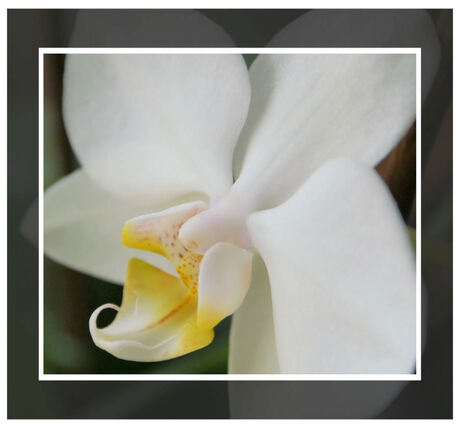 Phalaenopsis 2