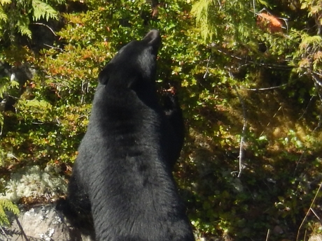 Zwarte beer op Vancouver Island
