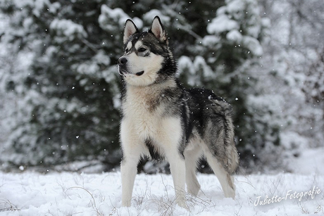 Husky in de sneeuw!