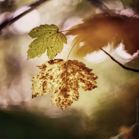 Autumn leaf