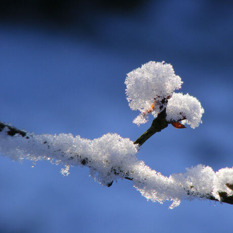 Sneeuw