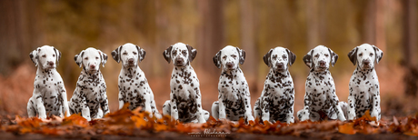 Dalmatiër puppy's in herfst sferen