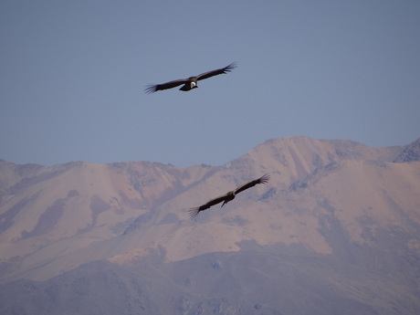 Flight of condors