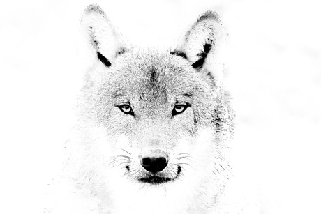 Wolf portretje