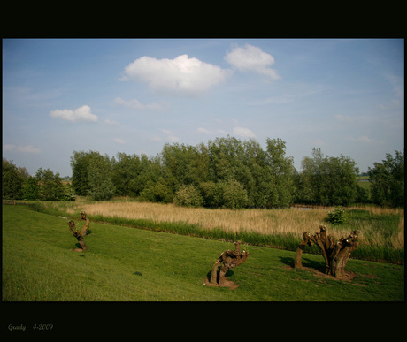Knotwilgen langs de Lekdijk