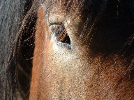 In het oog van een paard