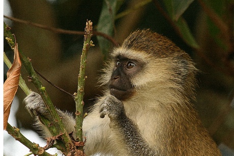 Black faced vervet monkey