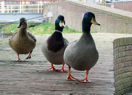 Triple-duck
