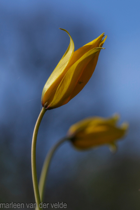 bostulp-tulipa sylvestris (1 van 1)