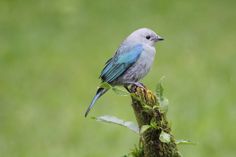 bleu bird.