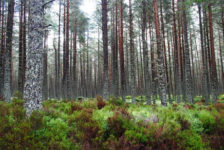 Cairngorms National Park Schotland