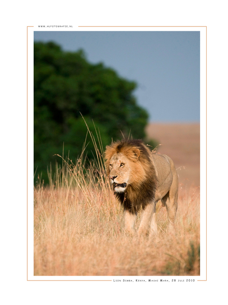 Lion Simba, Kenia