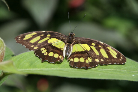 Swallowtail Butterfly