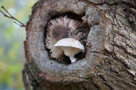 Boomstam met paddestoel