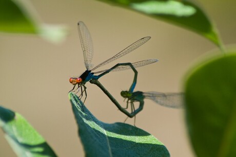 Dragonfly Love II