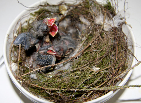 De Natuur een handje helpen
