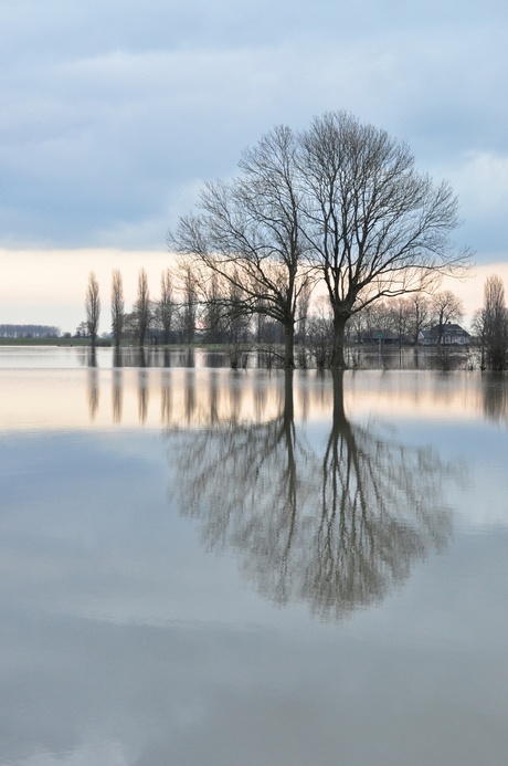 Hoog water langs de IJssel, 9 februari 2013