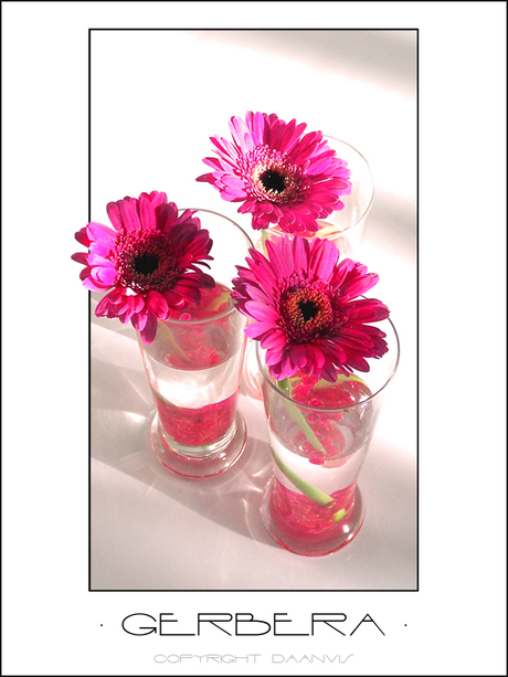 Gerbera