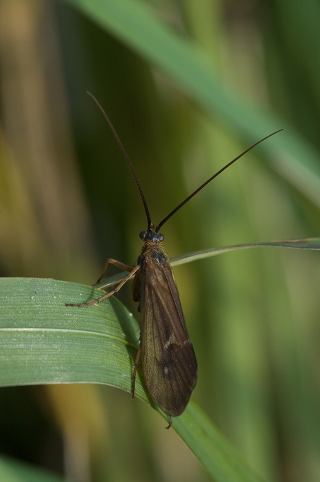 Kokerjuffer op blad