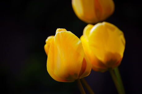 tulpen in de tuin