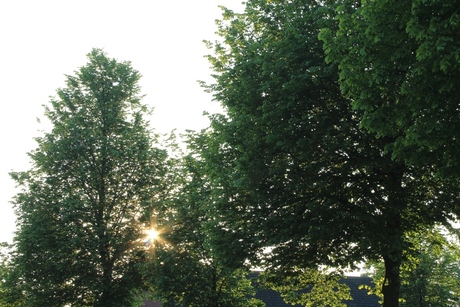 zie de maan, oeps! de zon schijnt door de bomen