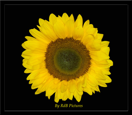 Sun Flower